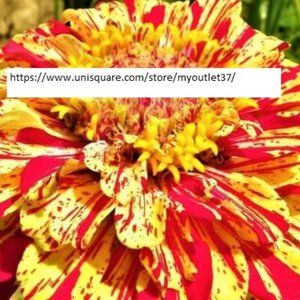 Zinnia Peppermint Stick Seeds - Flower Seeds - BOGO